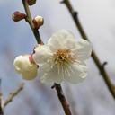 mumeprunus avatar