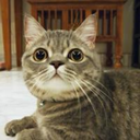 munchkincat-lover avatar