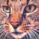 mungothecat avatar