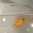 munzevi1balik avatar