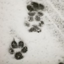 murder-collie avatar