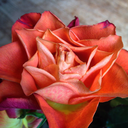 murder-mischief-mayhem avatar