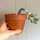 murdererofsucculents avatar