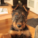 murdocktheairedale avatar