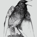 murmurations704 avatar