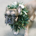 murphysnotamonster avatar