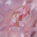 musa-paradisiacaa avatar