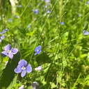 muschelstuff-blog avatar