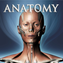 musculoskeletal avatar