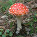 mushroom-encyclopedia avatar