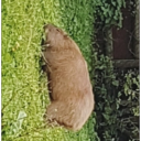 mushroom-friend avatar