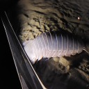 mushroom-jelly avatar