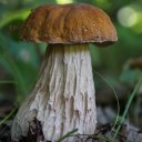 mushroom-witch-grimoire avatar