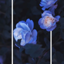 mushroomfreak8 avatar