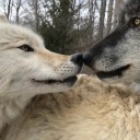 mushroommargo avatar