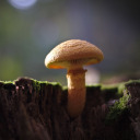 mushroomobserver avatar