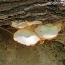 mushrooms-and-millipedes avatar