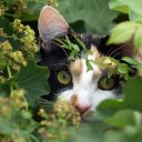 mushroomsandmosses avatar