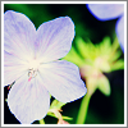 mushroomsandtrees avatar