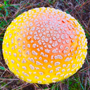 mushroomsaregroovy avatar