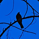 mushroomwriter avatar