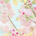 music-will-be-the-death-of-me avatar