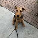 musical-muggle avatar