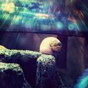 musicalbibliophage avatar