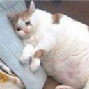 musicalfreakazoid avatar