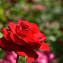 musicalplants avatar