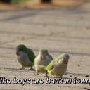 musicatmidnite avatar