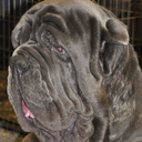 musicforthemastiffs avatar