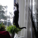 musichenni133 avatar