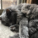 musician-has-no-friends avatar