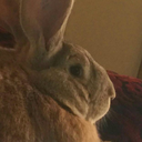 musicman123four avatar