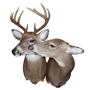 musikerhaende avatar