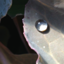 musings-of-terra avatar