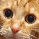 musingsofanorangecat avatar