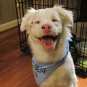 musingswhileintherace avatar