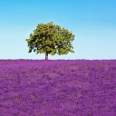 muslitr-anslov avatar