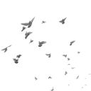 mussedmusings avatar