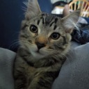 mustachelegend95 avatar