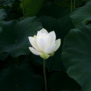 mustardyellowheart avatar