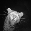 muszestadzniknac avatar