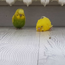 mutlulukguncesi avatar