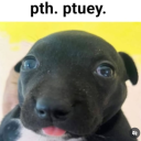 muttleyonline avatar