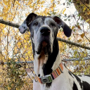 muttsandmustelidae avatar