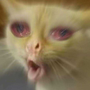 muurbloempjes avatar