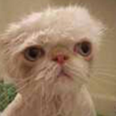 mwehehehehehe avatar