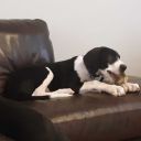 mwisterdogblog avatar